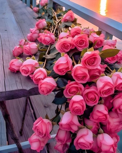 عکس گل رز واقعی برای پروفایل
