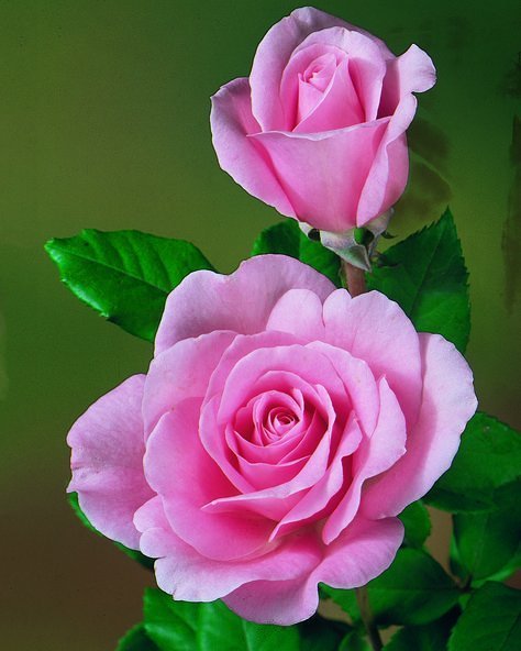 عکس گل رز واقعی برای پروفایل
