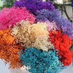 عکس انواع گل خشک