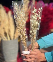 عکس انواع گل خشک
