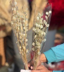عکس انواع گل خشک