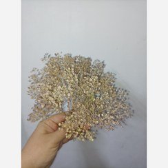 عکس انواع گل خشک