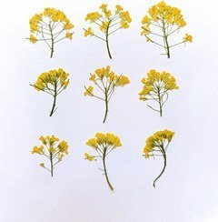 عکس انواع گل خشک