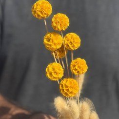 عکس انواع گل خشک