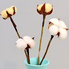 عکس انواع گل خشک