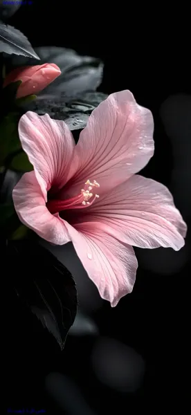 عکس گل رز واقعی