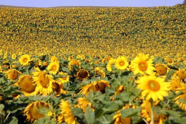  عکس گل آفتابگردان در مزرعه