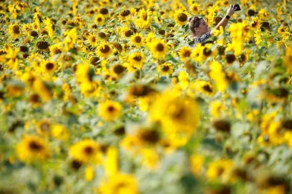  عکس گل آفتابگردان در مزرعه