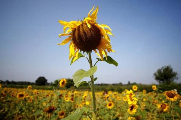  عکس گل آفتابگردان در مزرعه