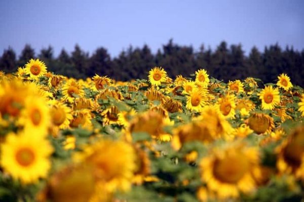  عکس گل آفتابگردان در مزرعه