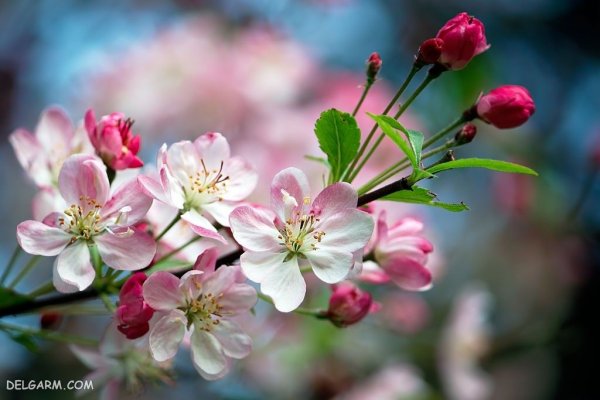  عکس شکوفه های بهاری