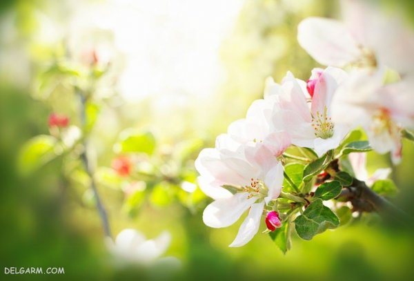  عکس شکوفه های بهاری