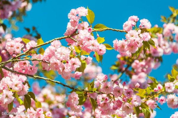  عکس شکوفه های بهاری