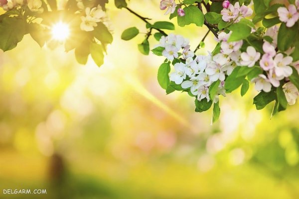  عکس شکوفه های بهاری