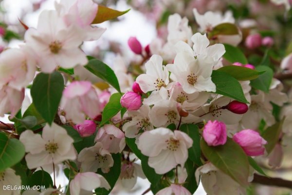  عکس شکوفه های بهاری