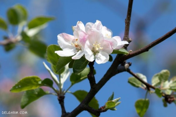  عکس شکوفه های بهاری
