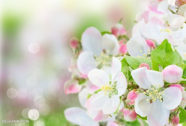  عکس شکوفه های بهاری