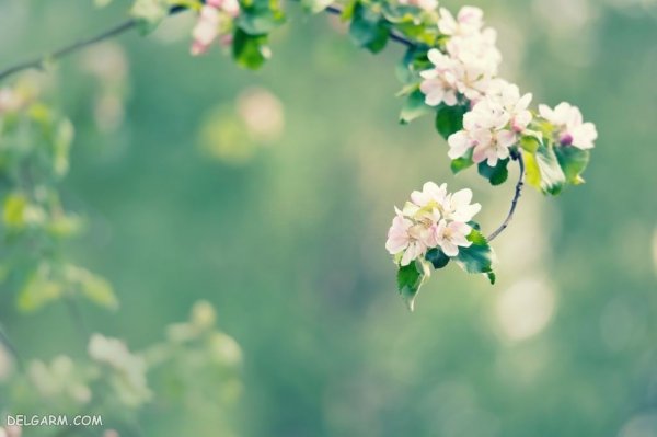  عکس شکوفه های بهاری