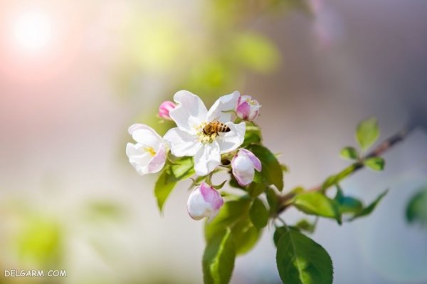  عکس شکوفه های بهاری