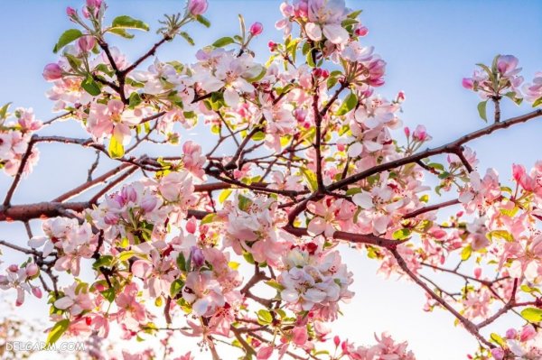  عکس شکوفه های بهاری