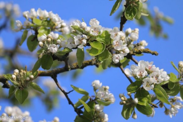  عکس شکوفه های بهاری