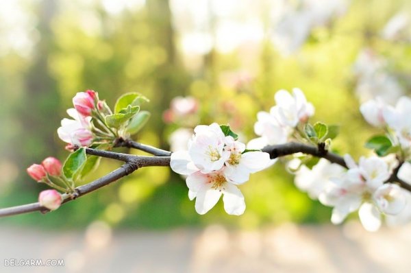  عکس شکوفه های بهاری
