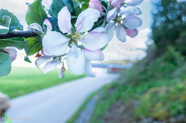  عکس شکوفه های بهاری