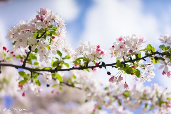  عکس شکوفه های بهاری