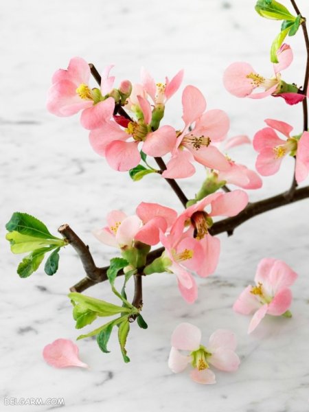  عکس شکوفه های بهاری