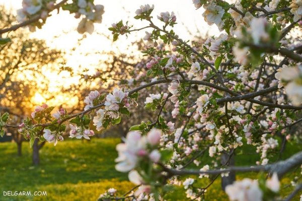  عکس شکوفه های بهاری