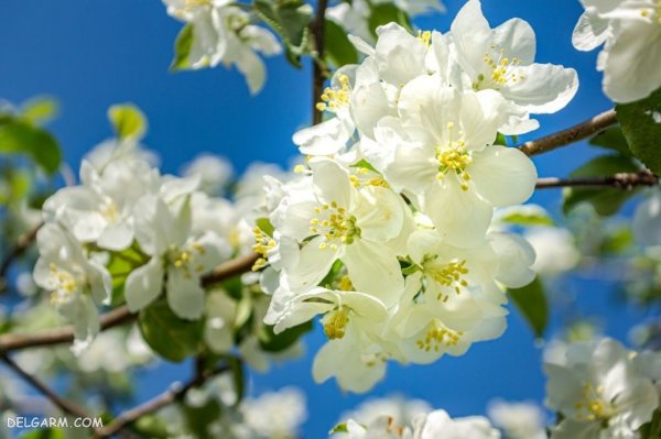  عکس شکوفه های بهاری