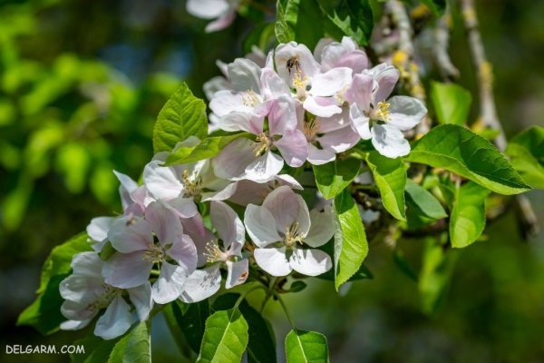  عکس شکوفه های بهاری