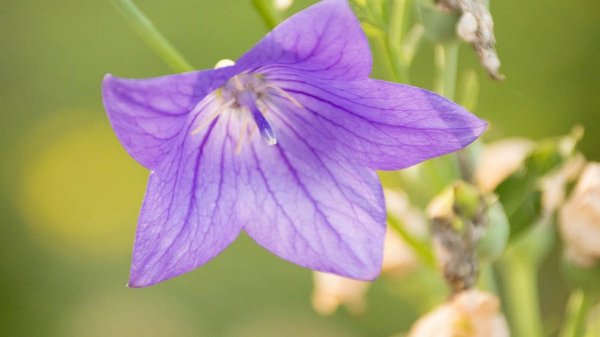  عکس گل های بنفش