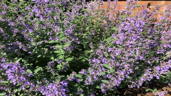  عکس گل های بنفش