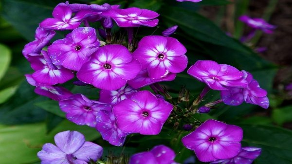  عکس گل های بنفش