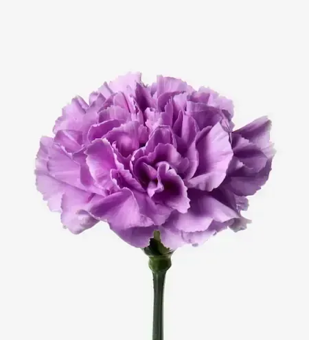  عکس گل های بنفش