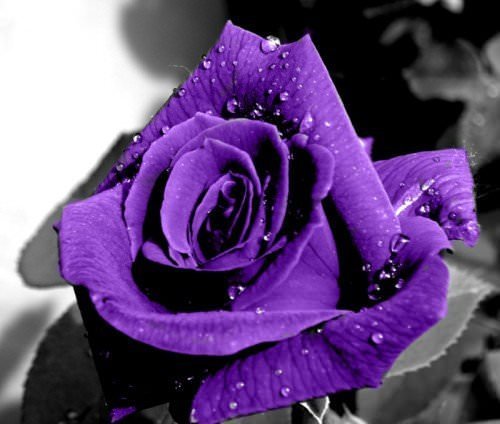  عکس گل های بنفش