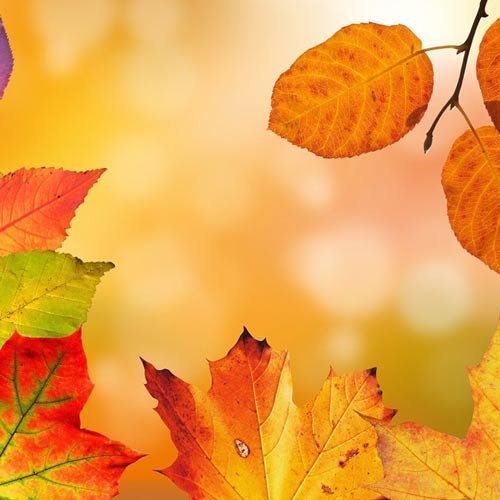  دانلود عکس برگ های پاییزی