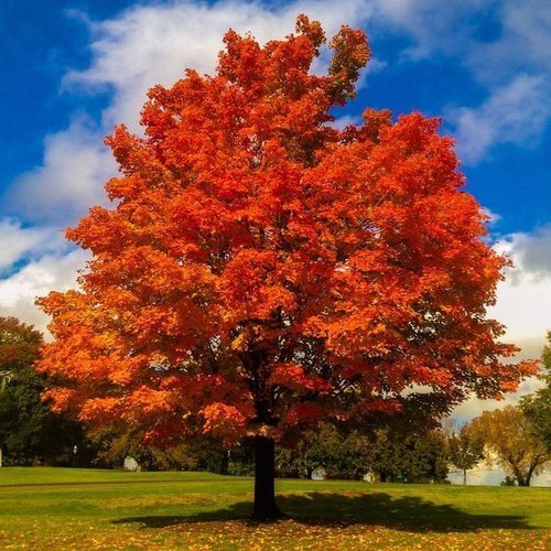  دانلود عکس برگ های پاییزی