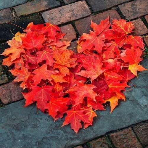  دانلود عکس برگ های پاییزی