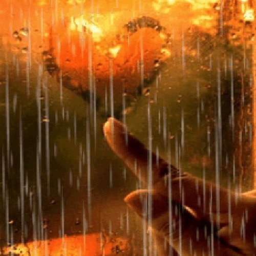  دانلود عکس برگ های پاییزی