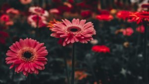 دانلود عکس طبیعت با کیفیت 4k برای کامپیوتر