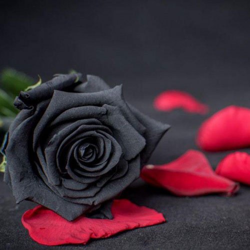عکس پس زمینه گل رز مشکی
