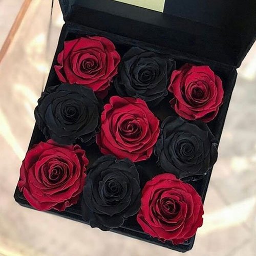 عکس پس زمینه گل رز مشکی
