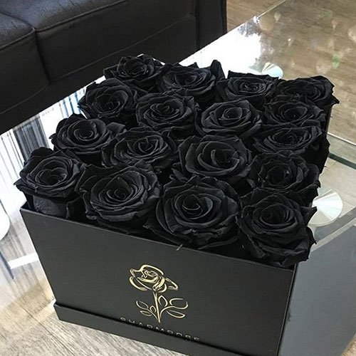 عکس پس زمینه گل رز مشکی