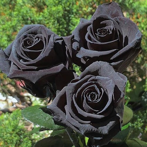 عکس پس زمینه گل رز مشکی
