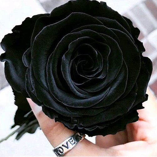 عکس پس زمینه گل رز مشکی