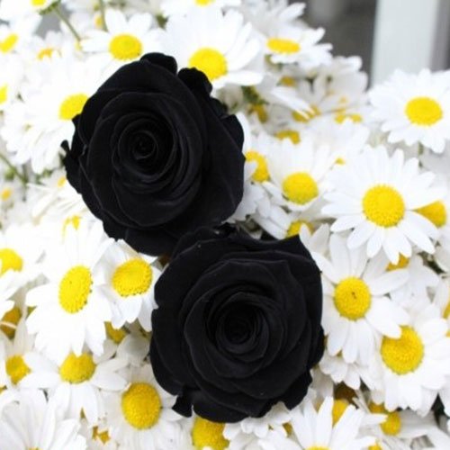 عکس پس زمینه گل رز مشکی