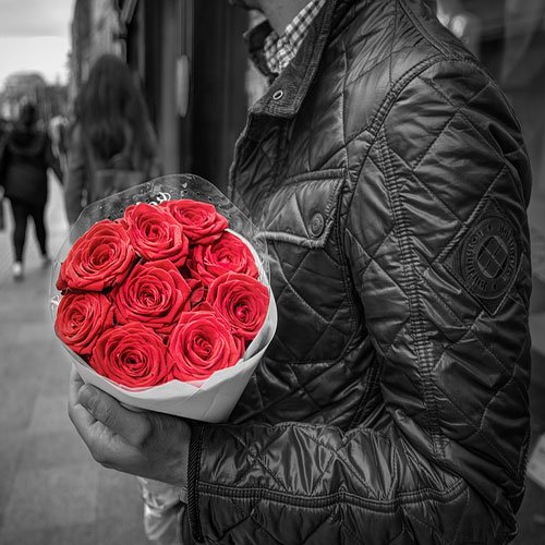 عکس گل رز قرمز مخملی