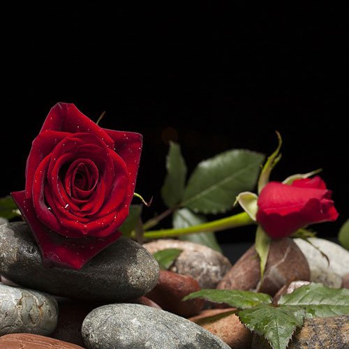 عکس گل رز قرمز مخملی